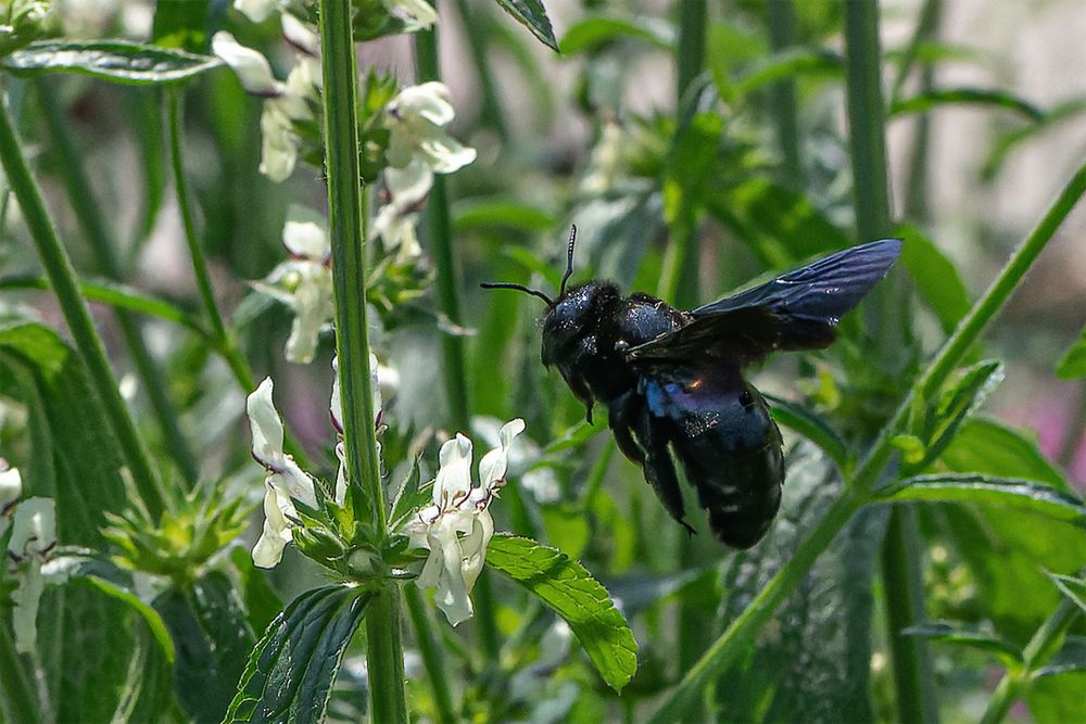 Holzbiene im Anflug