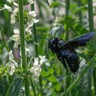 Holzbiene im Anflug