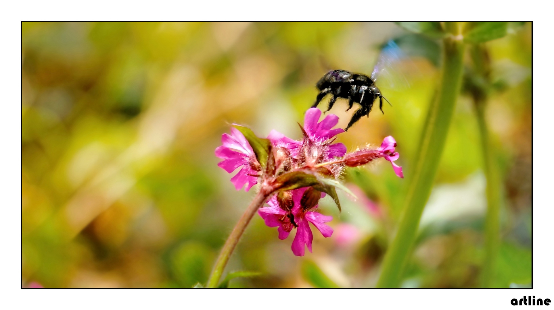 Holzbiene im Flug 