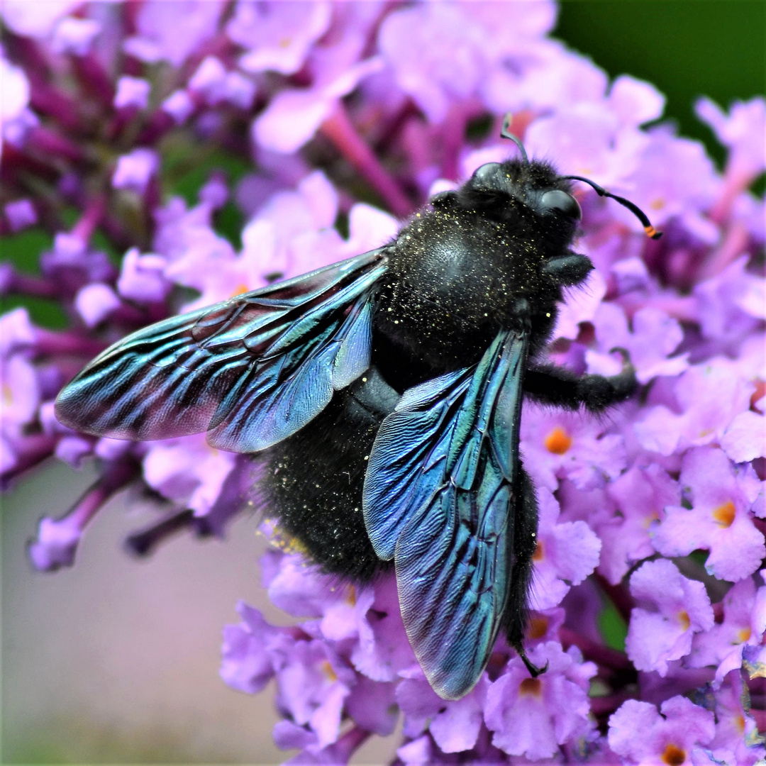 Holzbiene im Sommerflieder