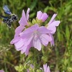 Holzbiene: Manchmal auch Puderzucker- oder Malvenbiene 01