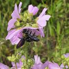 Holzbiene: Manchmal auch Puderzucker- oder Malvenbiene 02