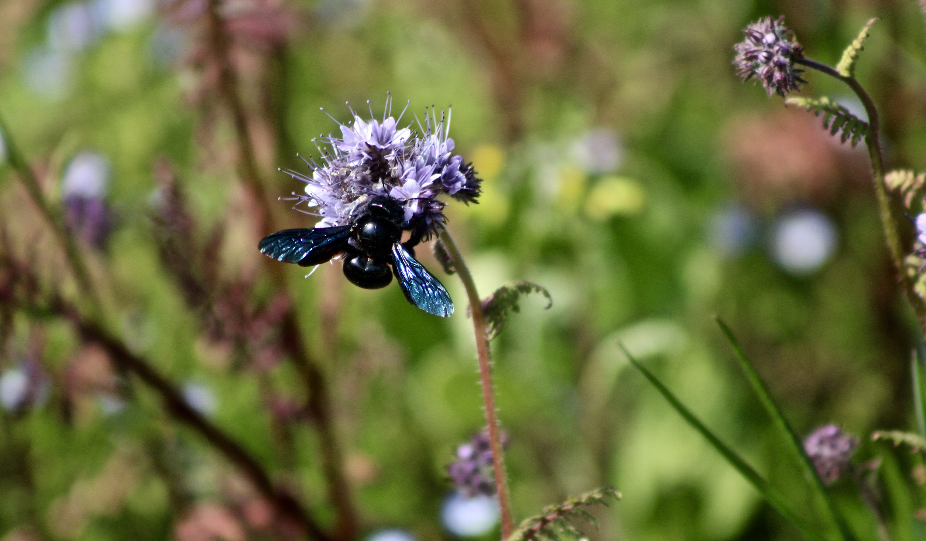 ...Holzbiene nascht Nektar der Bienenweide !!!...