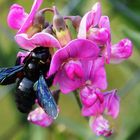 Holzbiene oder Wickenbesucher