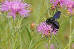 Holzbiene: Ohne Merkmale keine Bestimmung 01