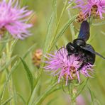 Holzbiene: Ohne Merkmale keine Bestimmung 02