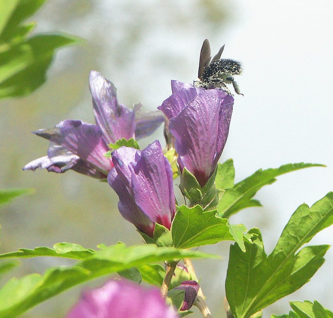 Holzbiene schaut in eine Hibiskusblüte