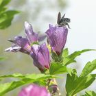 Holzbiene schaut in eine Hibiskusblüte