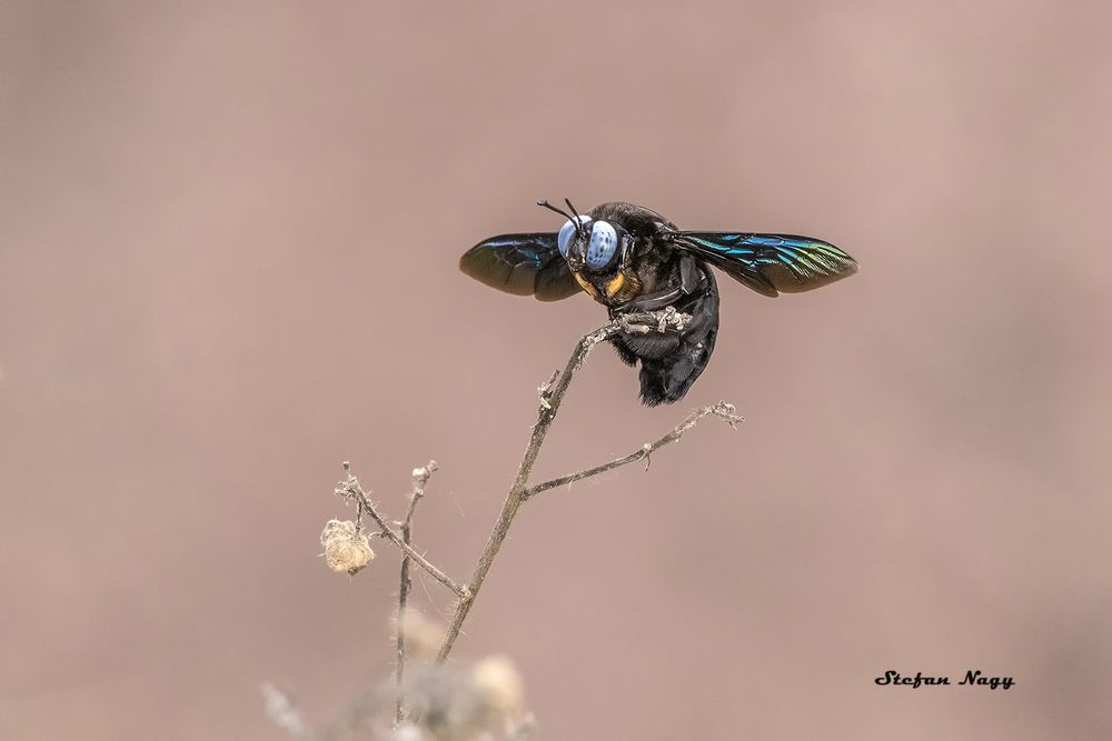 Holzbiene, Sri Lanka