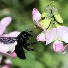 Holzbiene und Flug