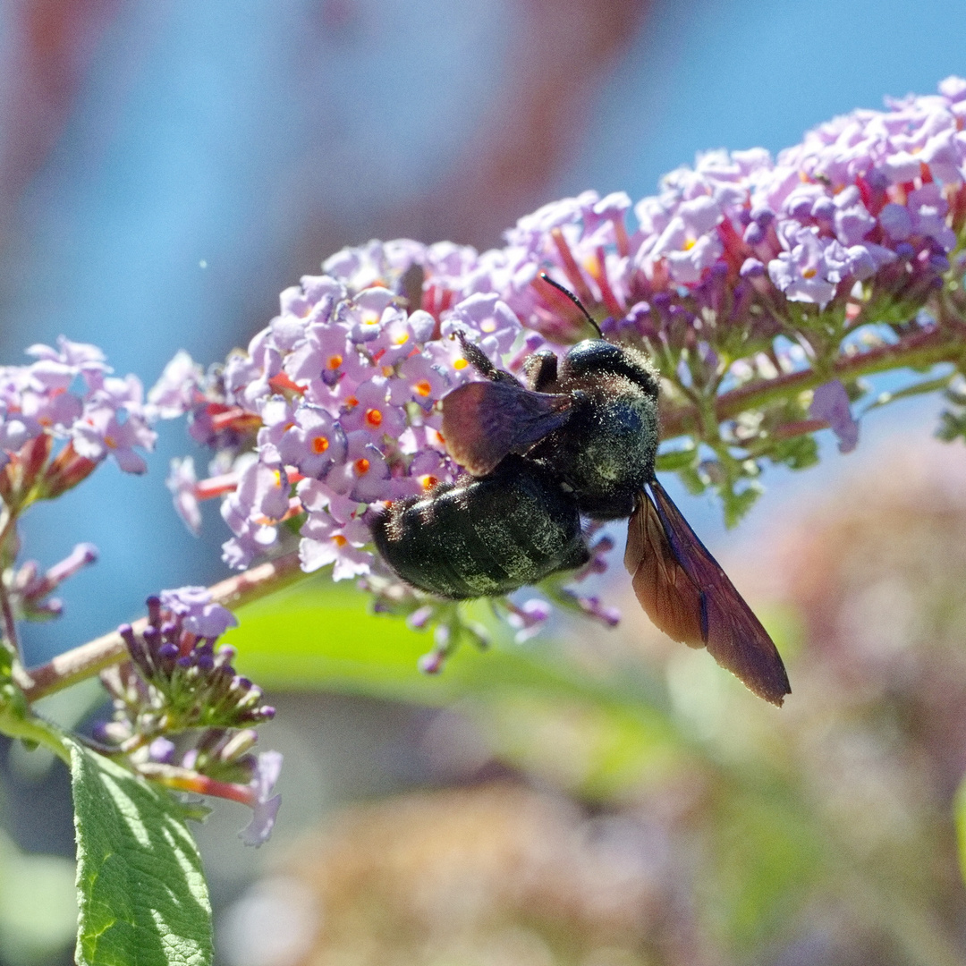 Holzbiene (Xylocopa)