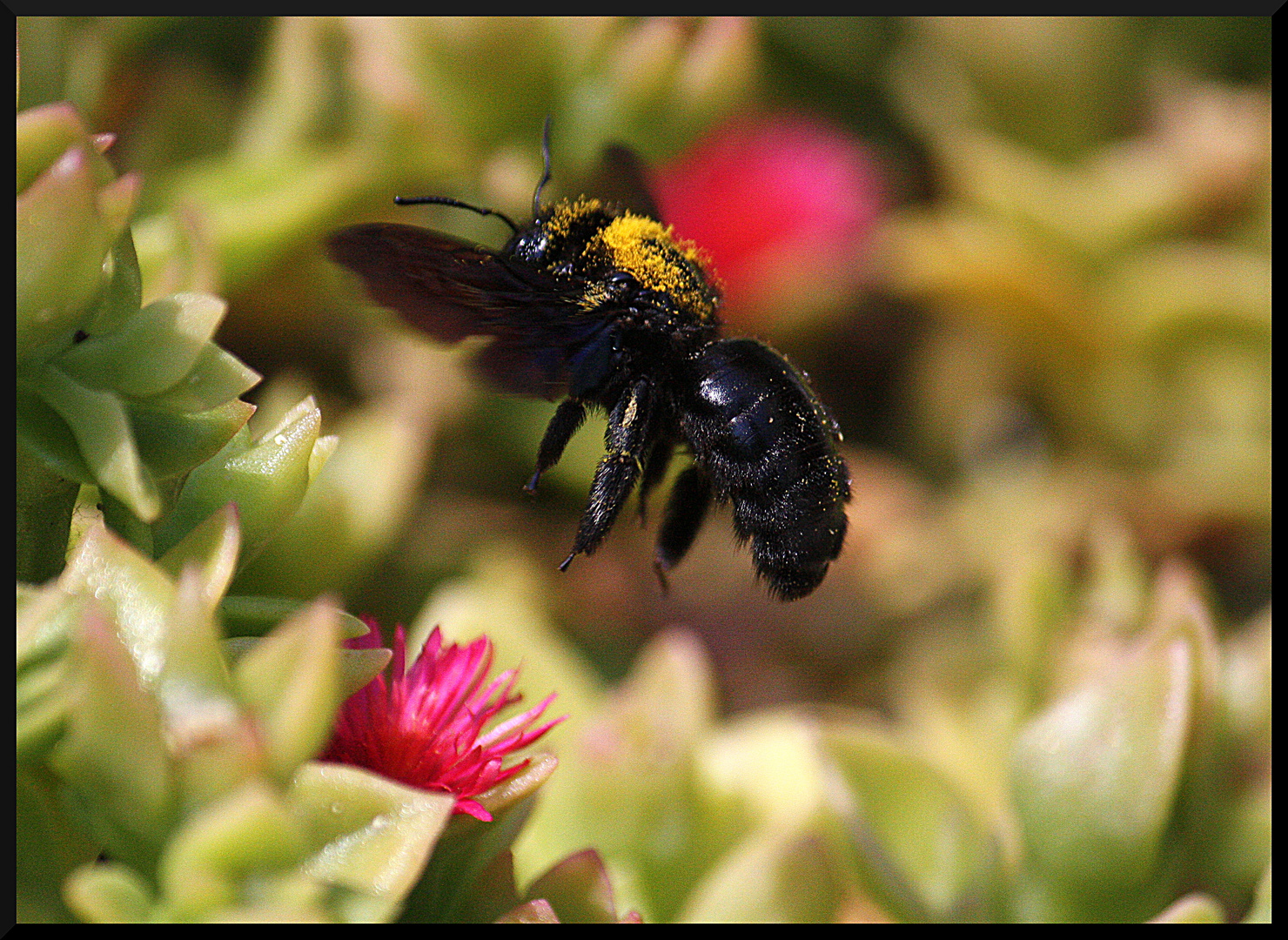 Holzbiene (Xylocopa)