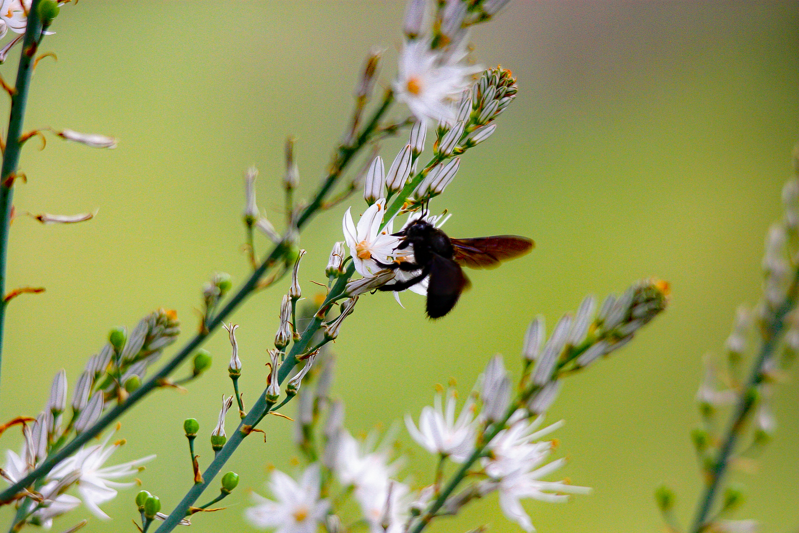 Holzbiene (Xylocopa)