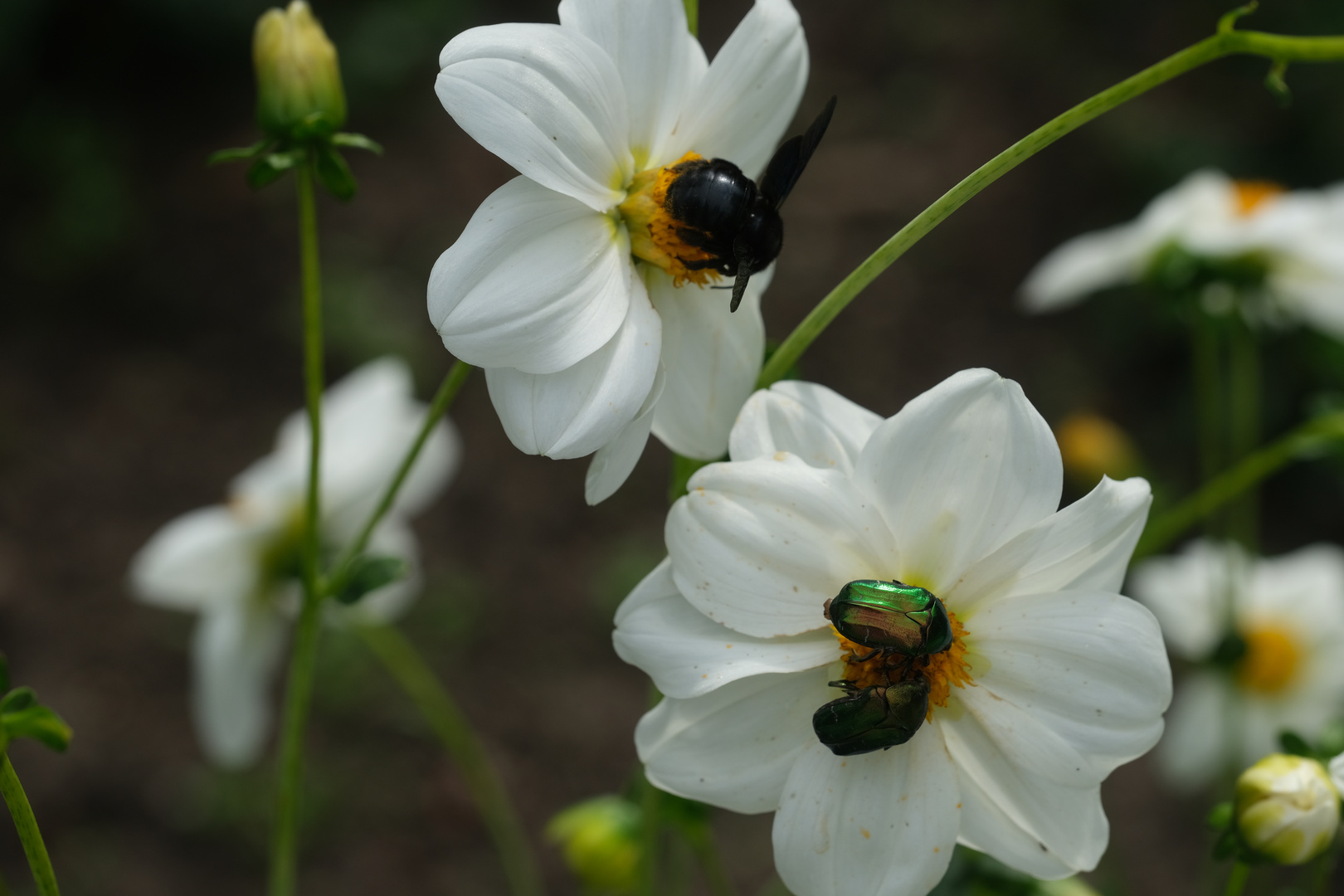 Holzbiene (Xylocopa) 