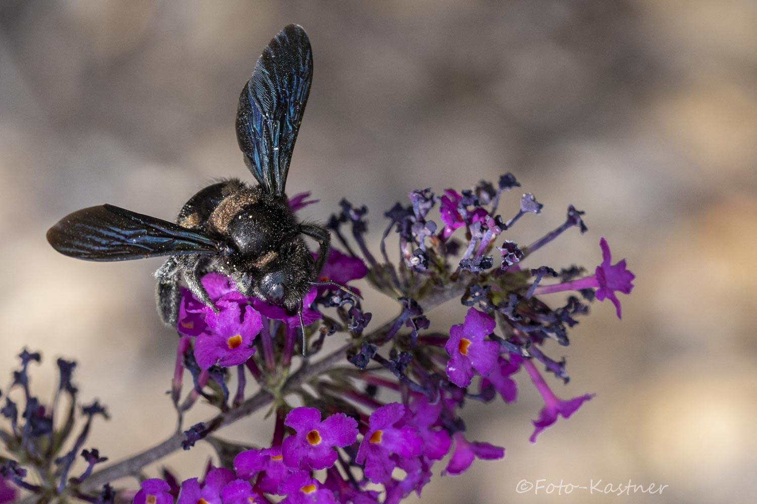 Holzbiene (Xylocopa) 