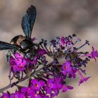 Holzbiene (Xylocopa) 