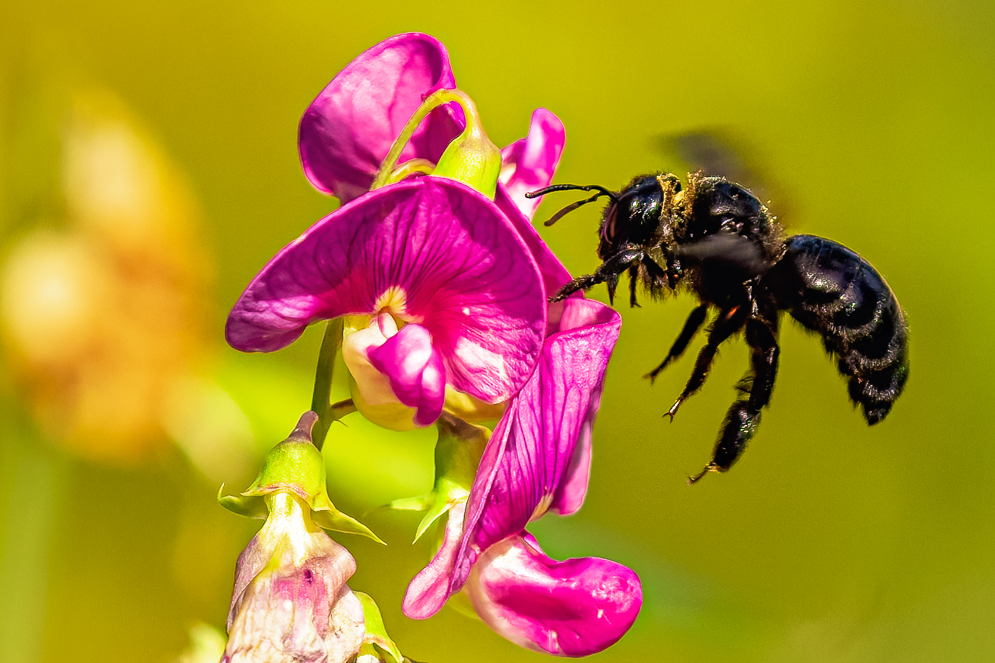 - Holzbiene (Xylocopa) iris Weibchen_Duftende Platterbse (Lathyrus odoratus) -