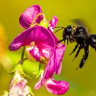 - Holzbiene (Xylocopa) iris Weibchen_Duftende Platterbse (Lathyrus odoratus) -