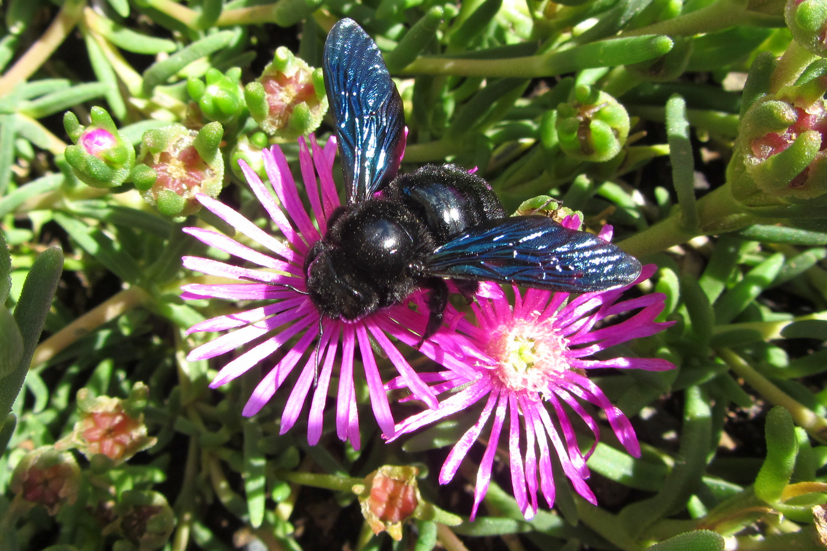 Holzbiene (Xylocopa spec.) an einer Mittagsblume in Südfrankreich