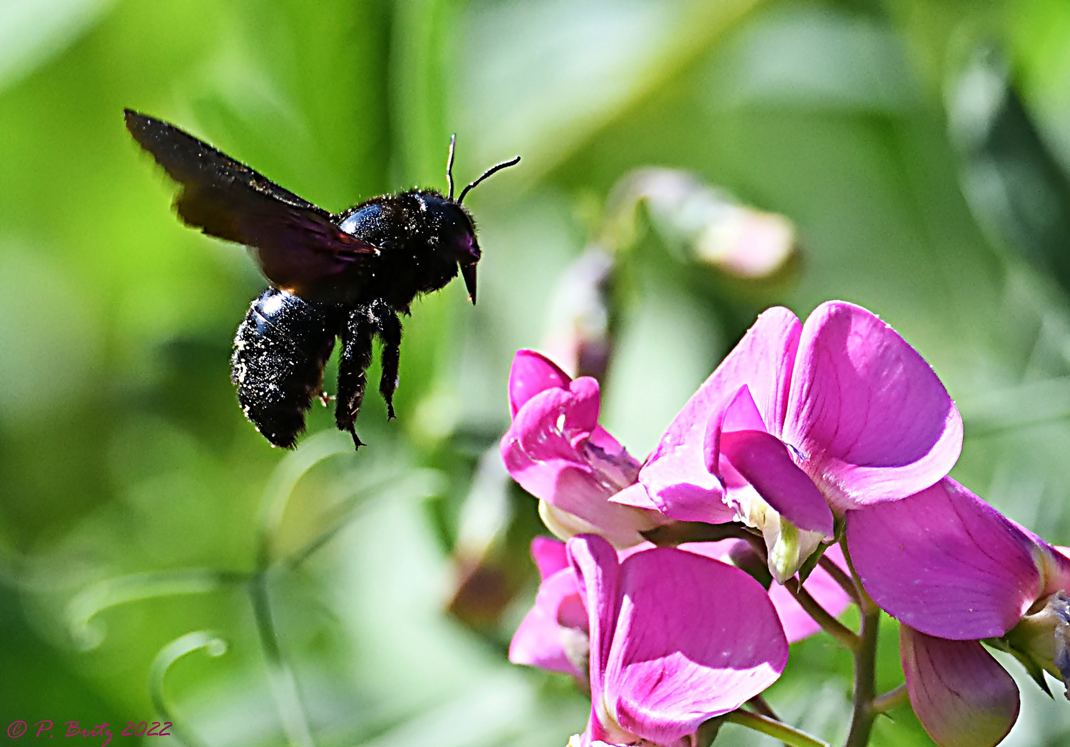 Holzbiene (Xylocopa violacea) 