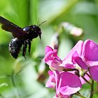 Holzbiene (Xylocopa violacea) 