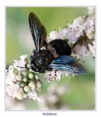 Holzbiene - Xylocopa violacea