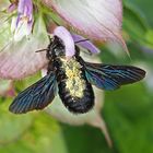 Holzbiene (Xylocopa violacea)