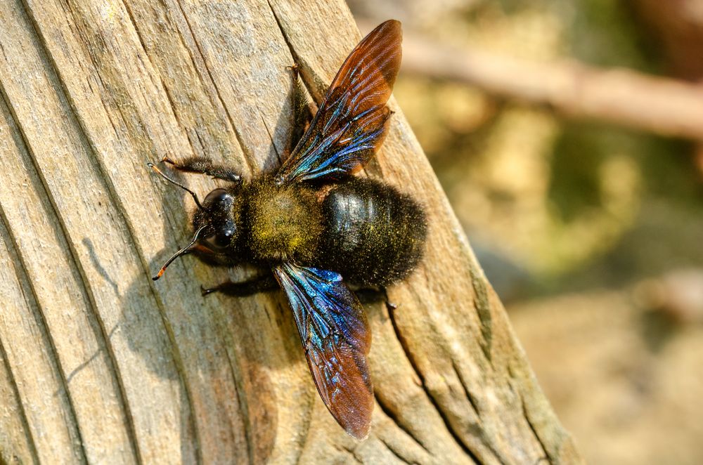 Holzbiene (Xylocopa violacea)