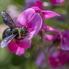 Holzbiene  (Xylocopa Violacea )