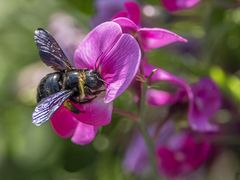 Holzbiene  (Xylocopa Violacea )