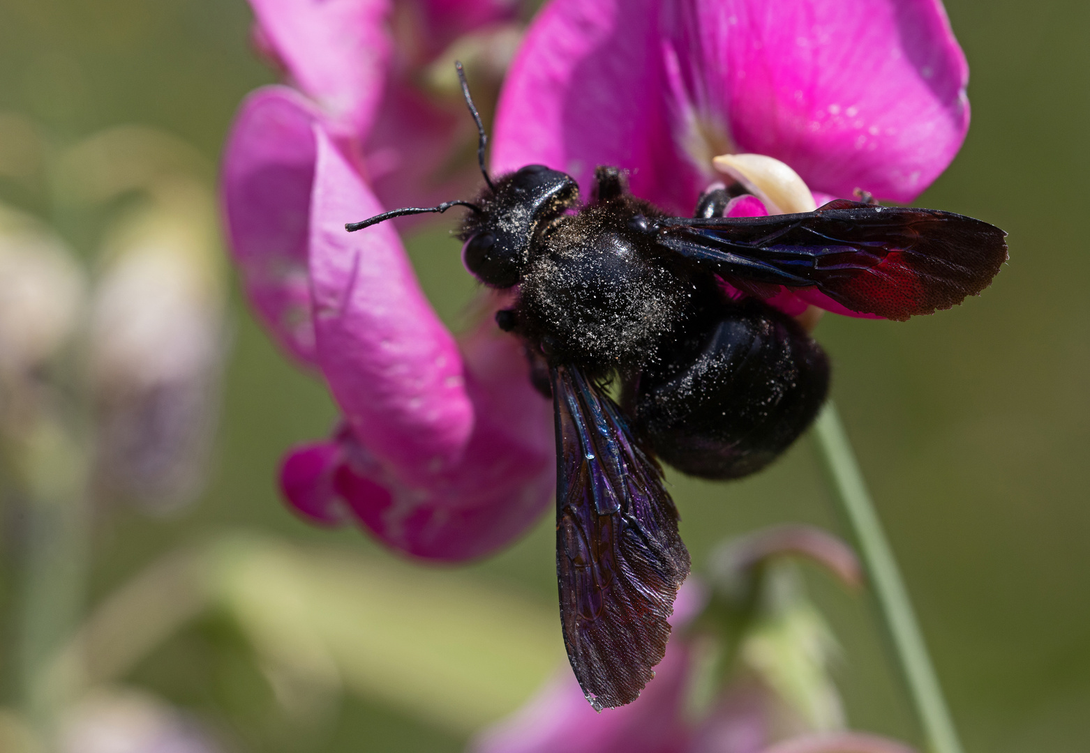 Holzbienen