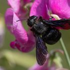 Holzbienen