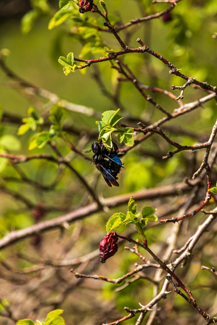 Holzbienen im Frühling