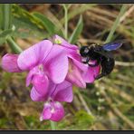 Holzbienen mögen Wicken