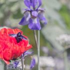 Holzbienen (Xylocopa)