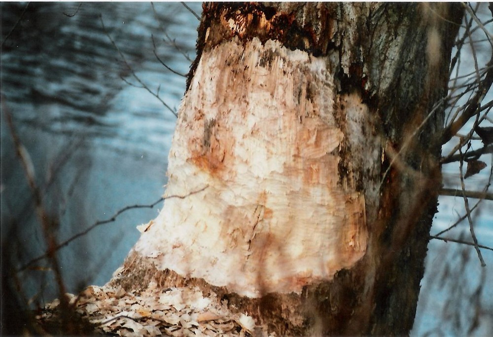 Holzbildhauer am Werk