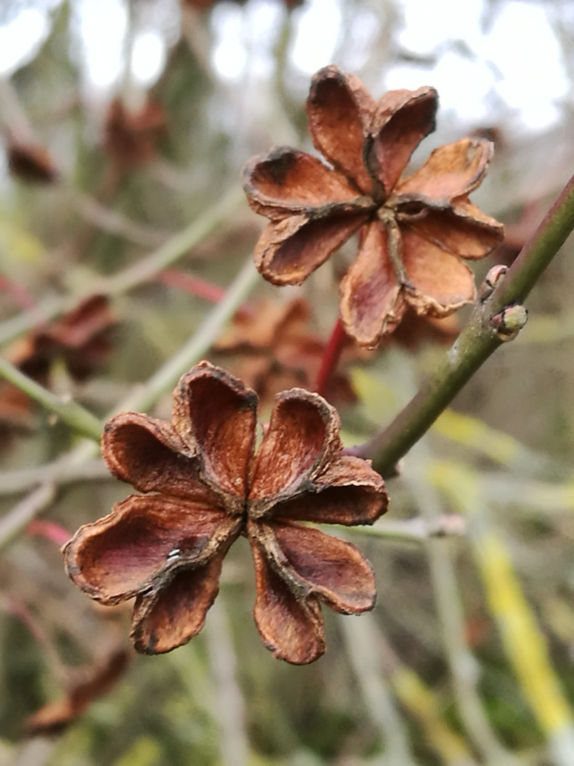 Holzblume