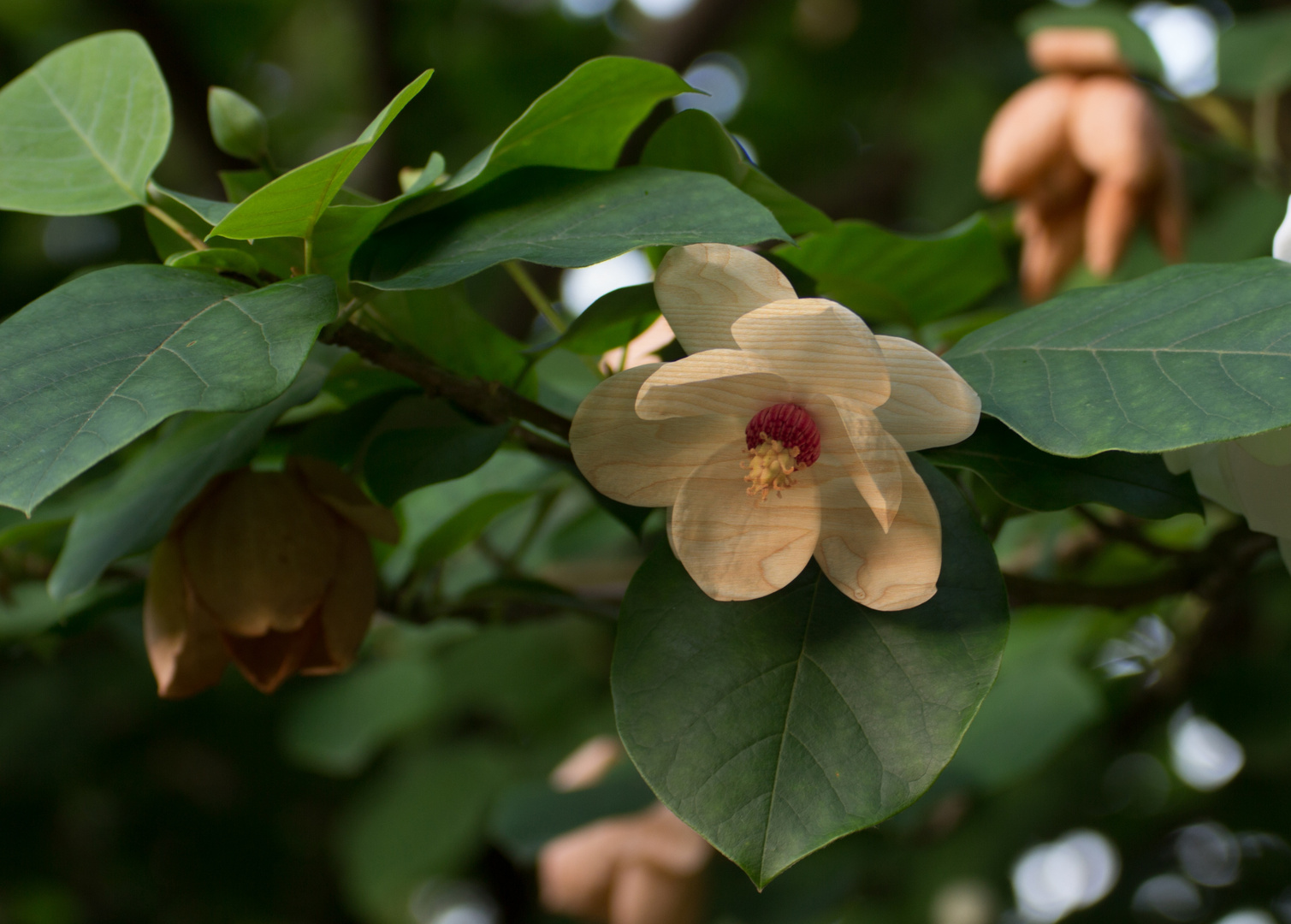 Holzblume