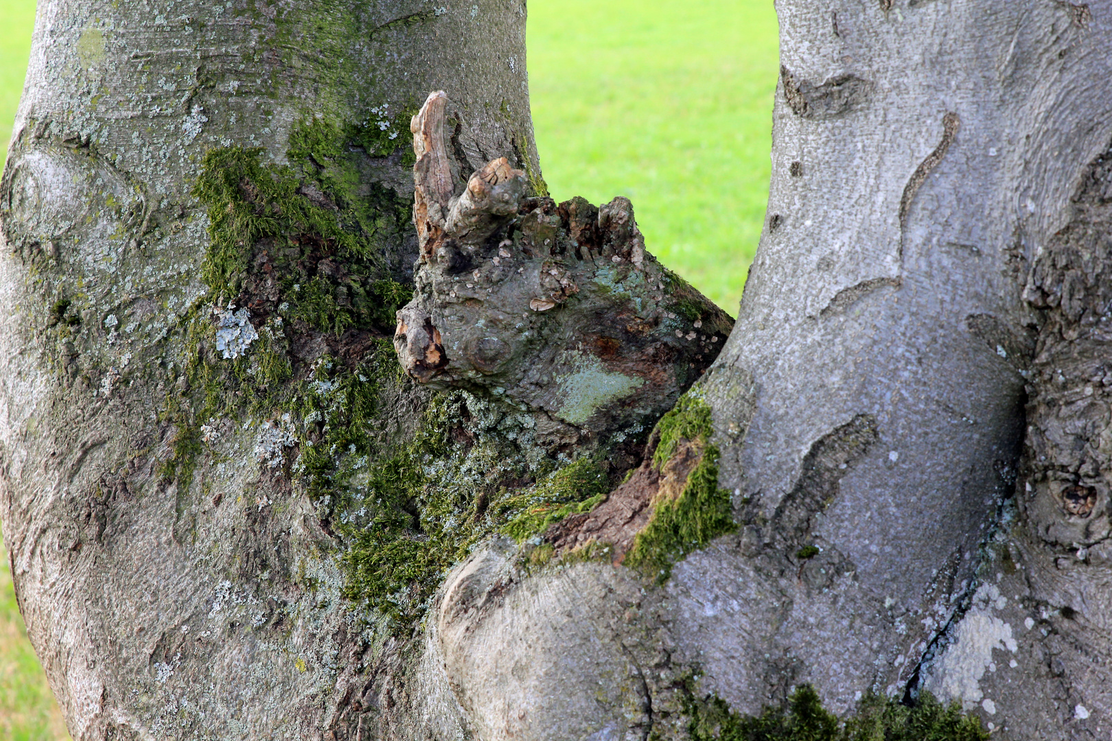 Holzbock im Sauerland