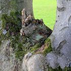 Holzbock im Sauerland