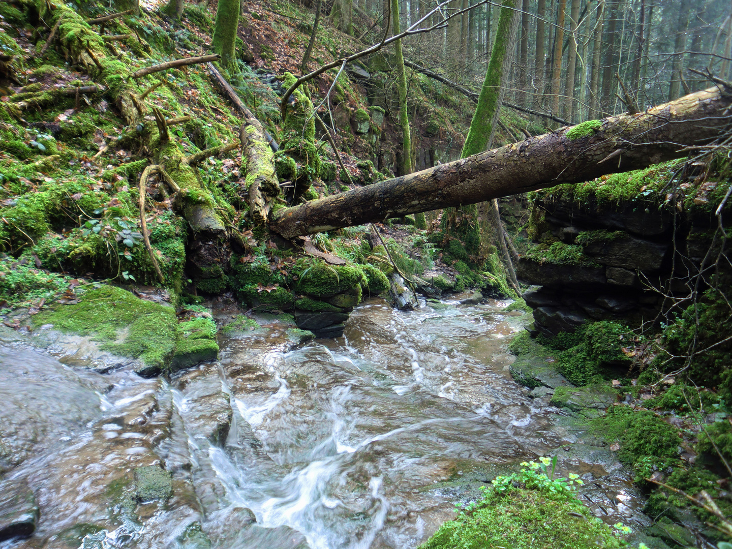 Holzbronn Xanderklinge im März