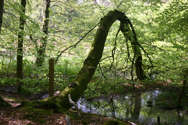 Holzbrücke