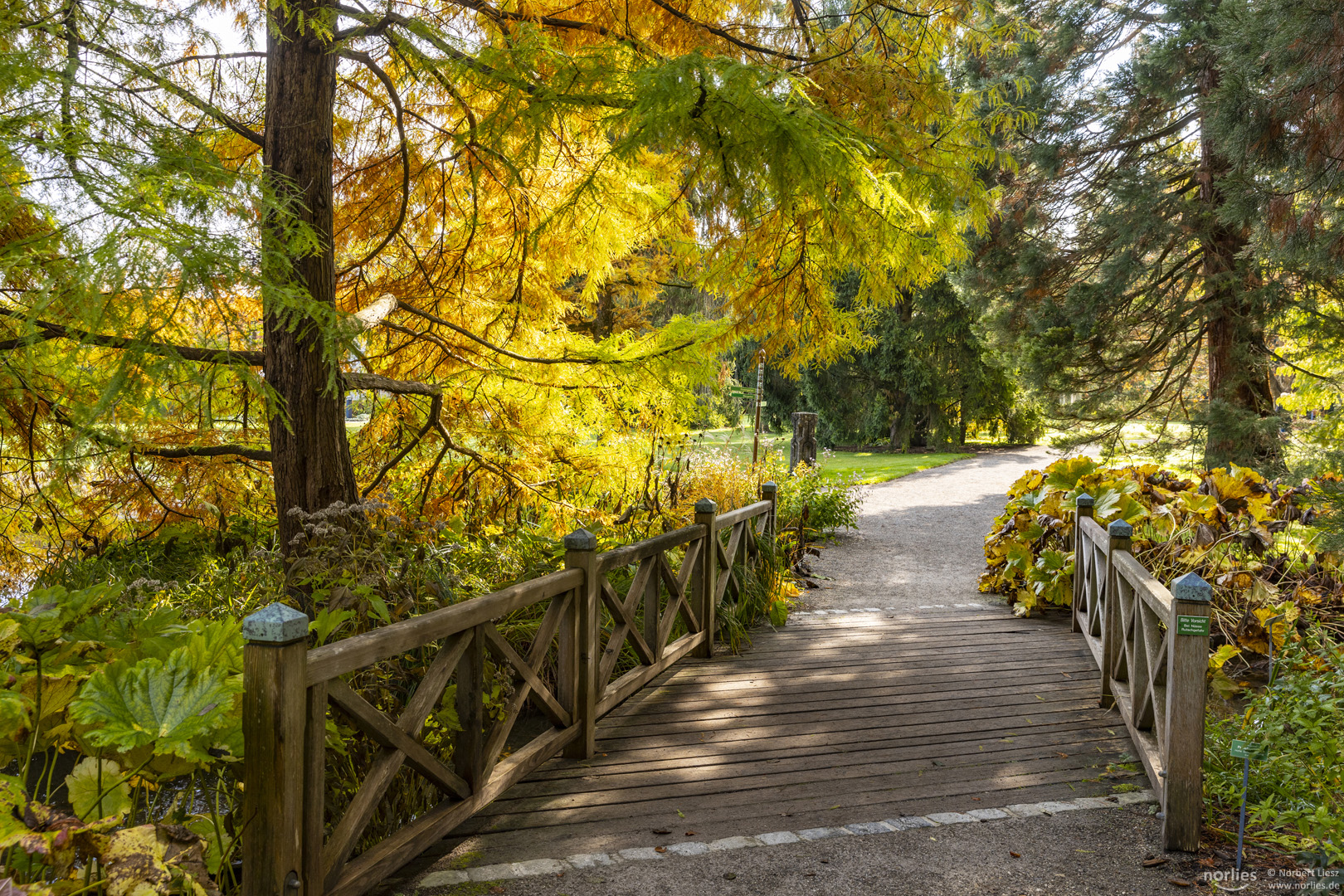 Holzbrücke im Botanischen Garten