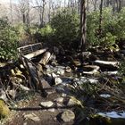 Holzbrücke im Wald