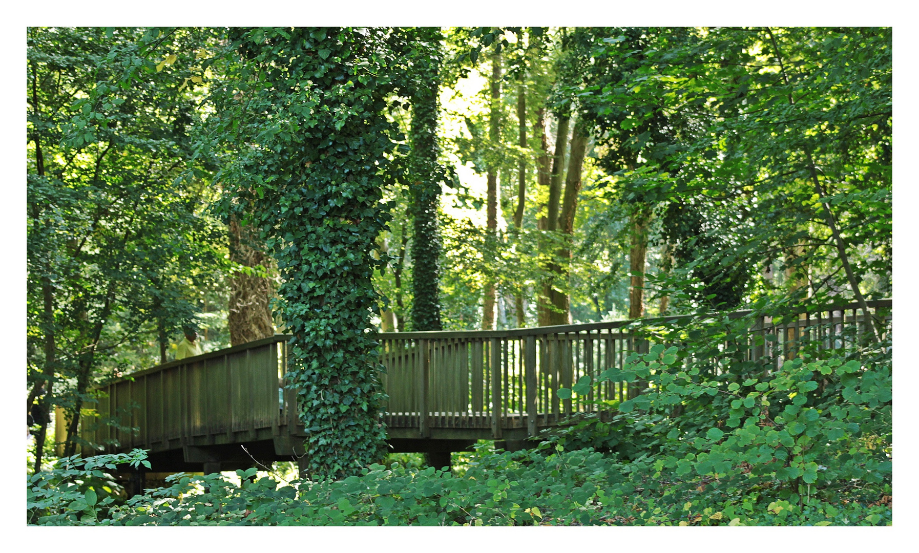 Holzbrücke im Wald