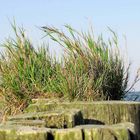 Holzbuhnen am Haffbad Ueckermünde