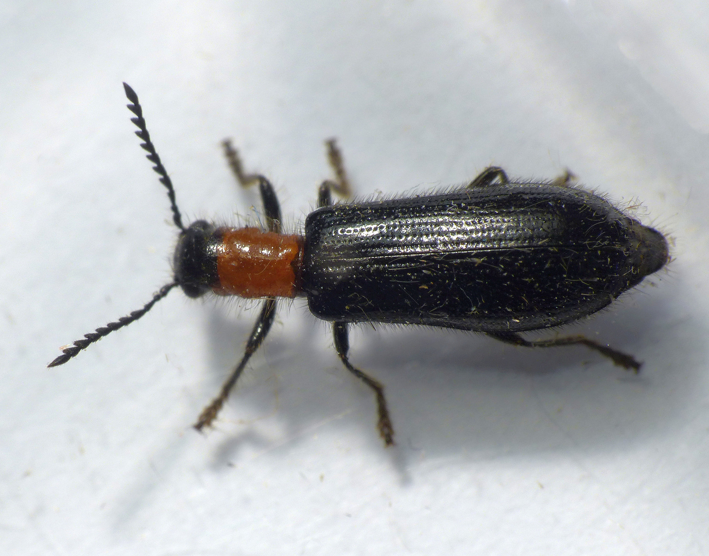 Holzbuntkäfer (Tillus elongatus) - Weibchen