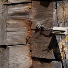 Holzdetail mit Wespe