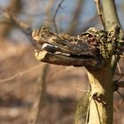 Holzdrachen am Wegesrand