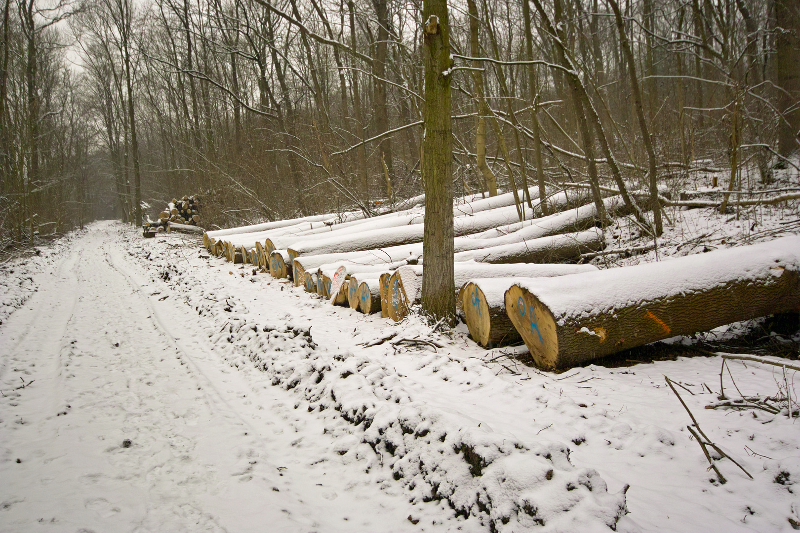 Holzeinschlag in meinem "Hauswald" in Northeim am Sultmer.